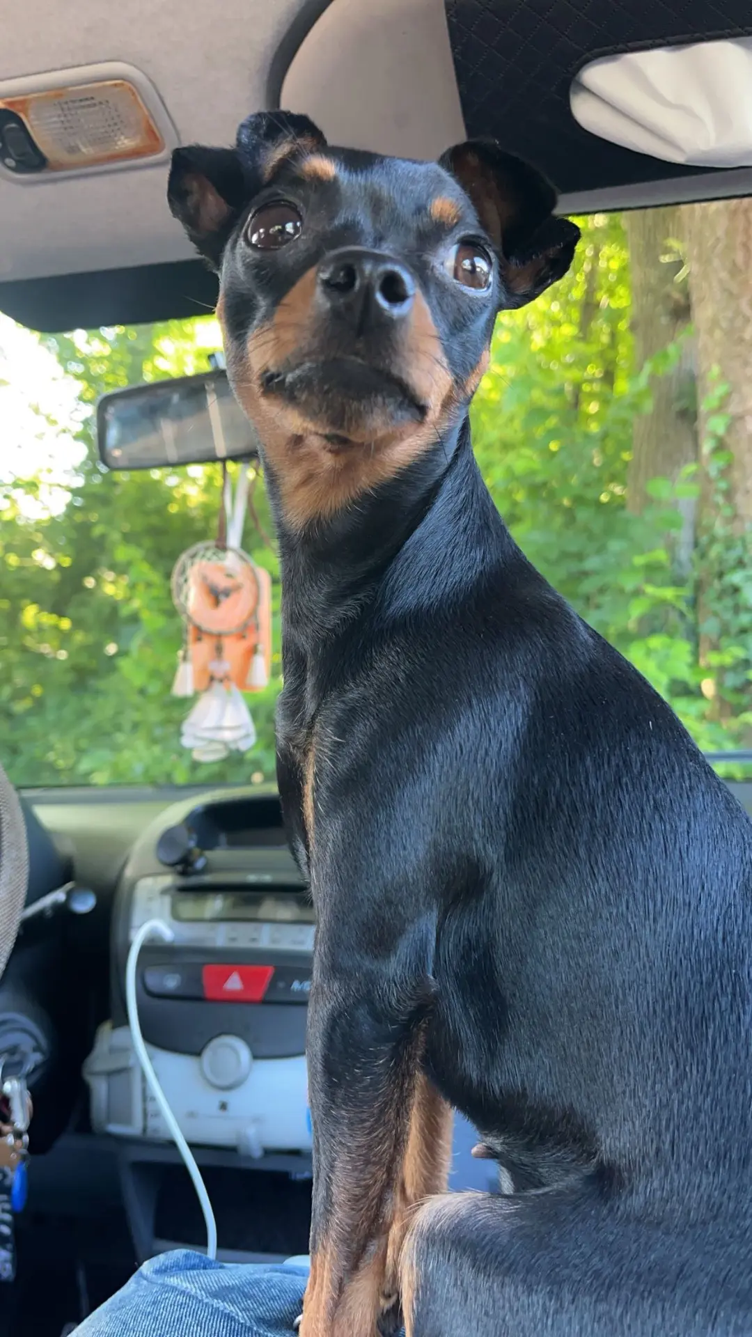 chienne lost   4340 Othée Sarabi