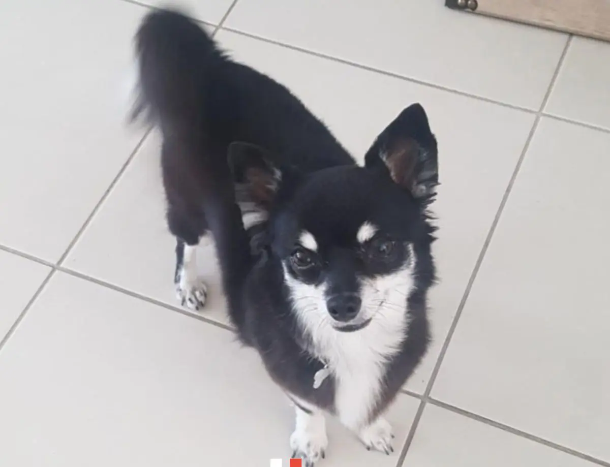 chienne lost    Virton Kimi