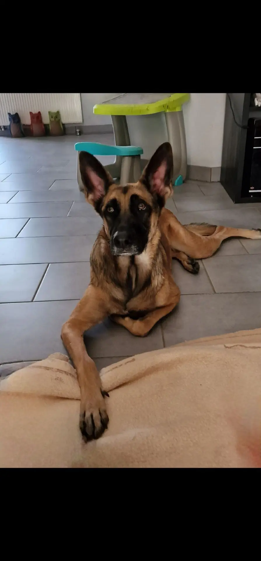 chienne lost   6750 Musson Tessy