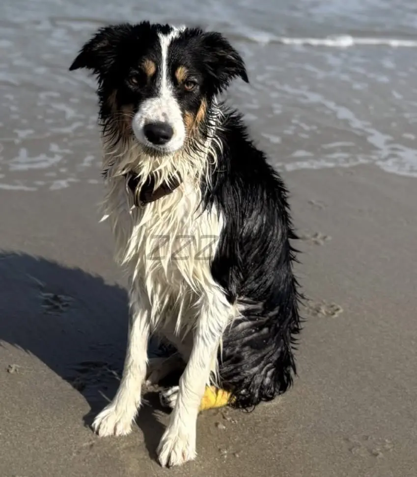 chienne lost   5590 Ciney Anna
