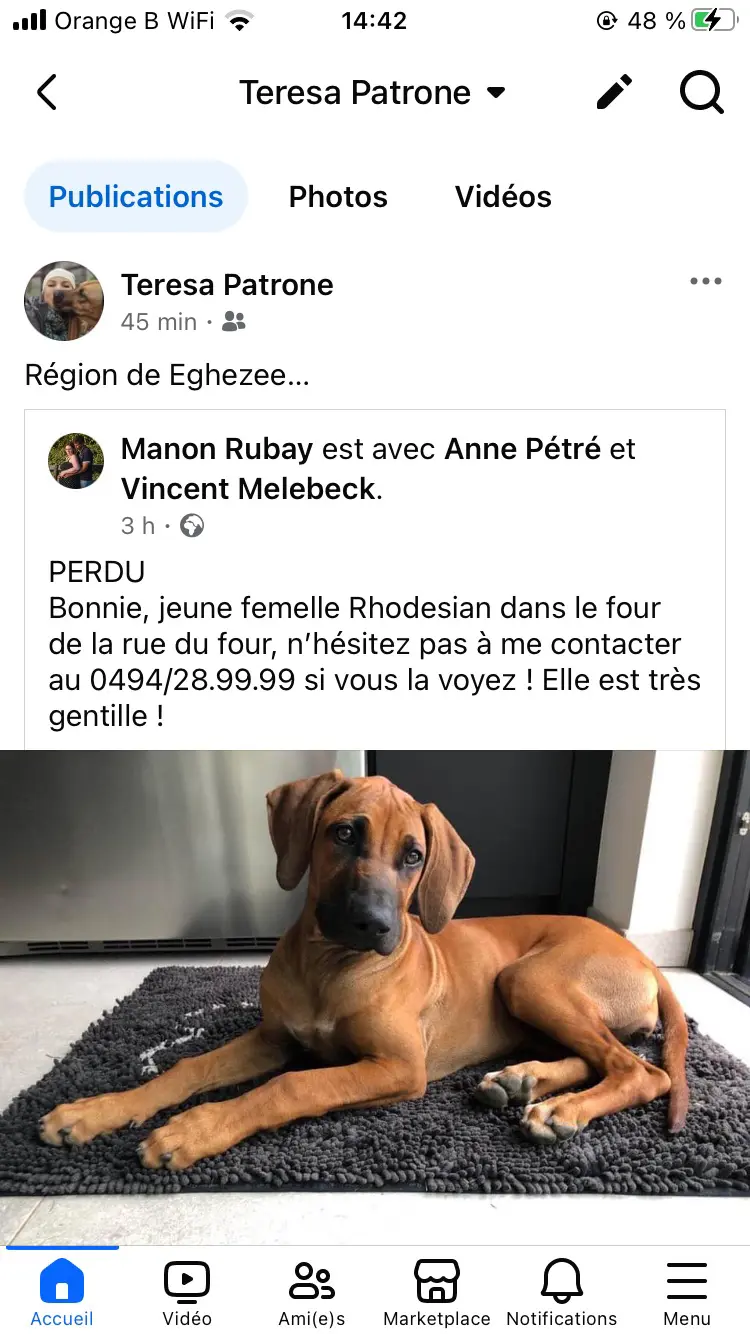 chienne lost   5310 Eghezée Bonnie
