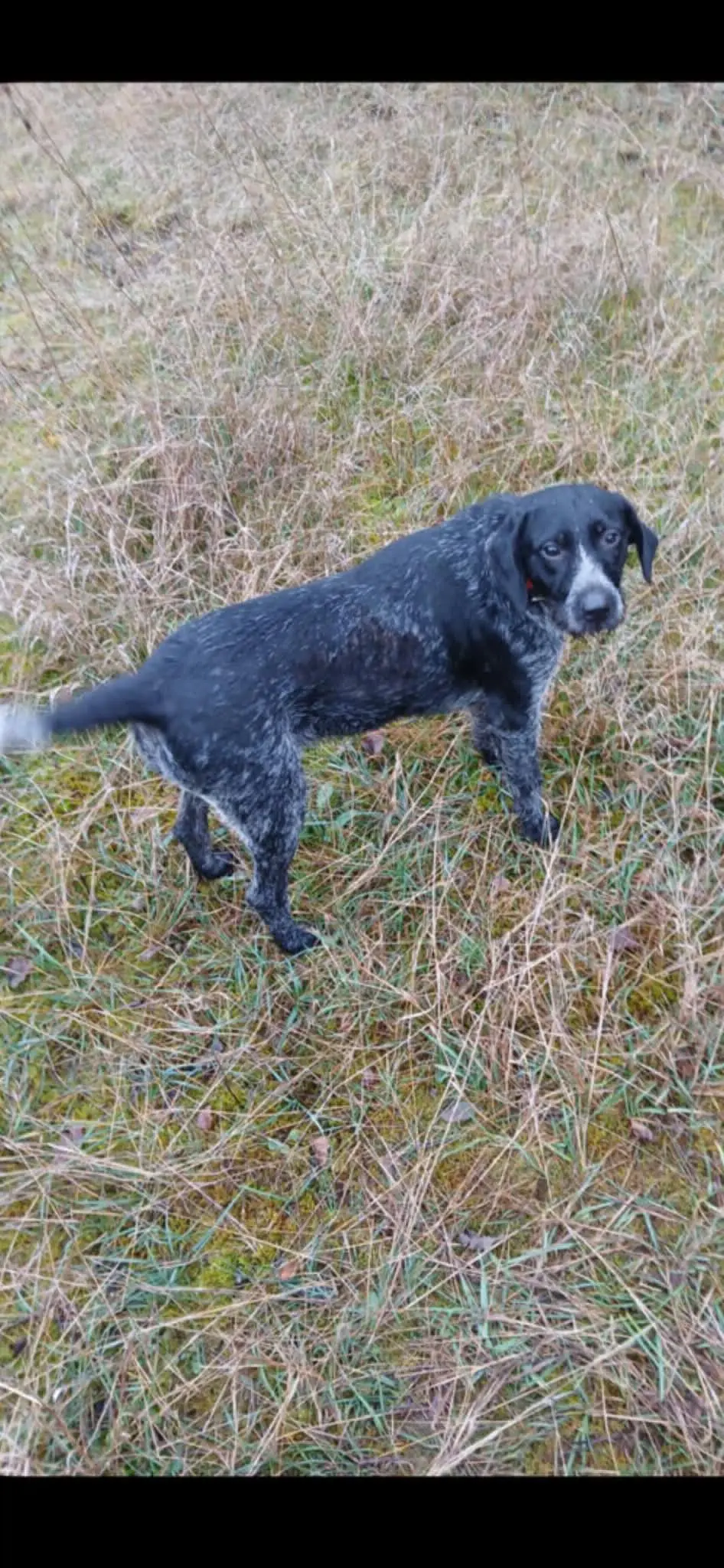 chienne lost   5101 Loyers Mila