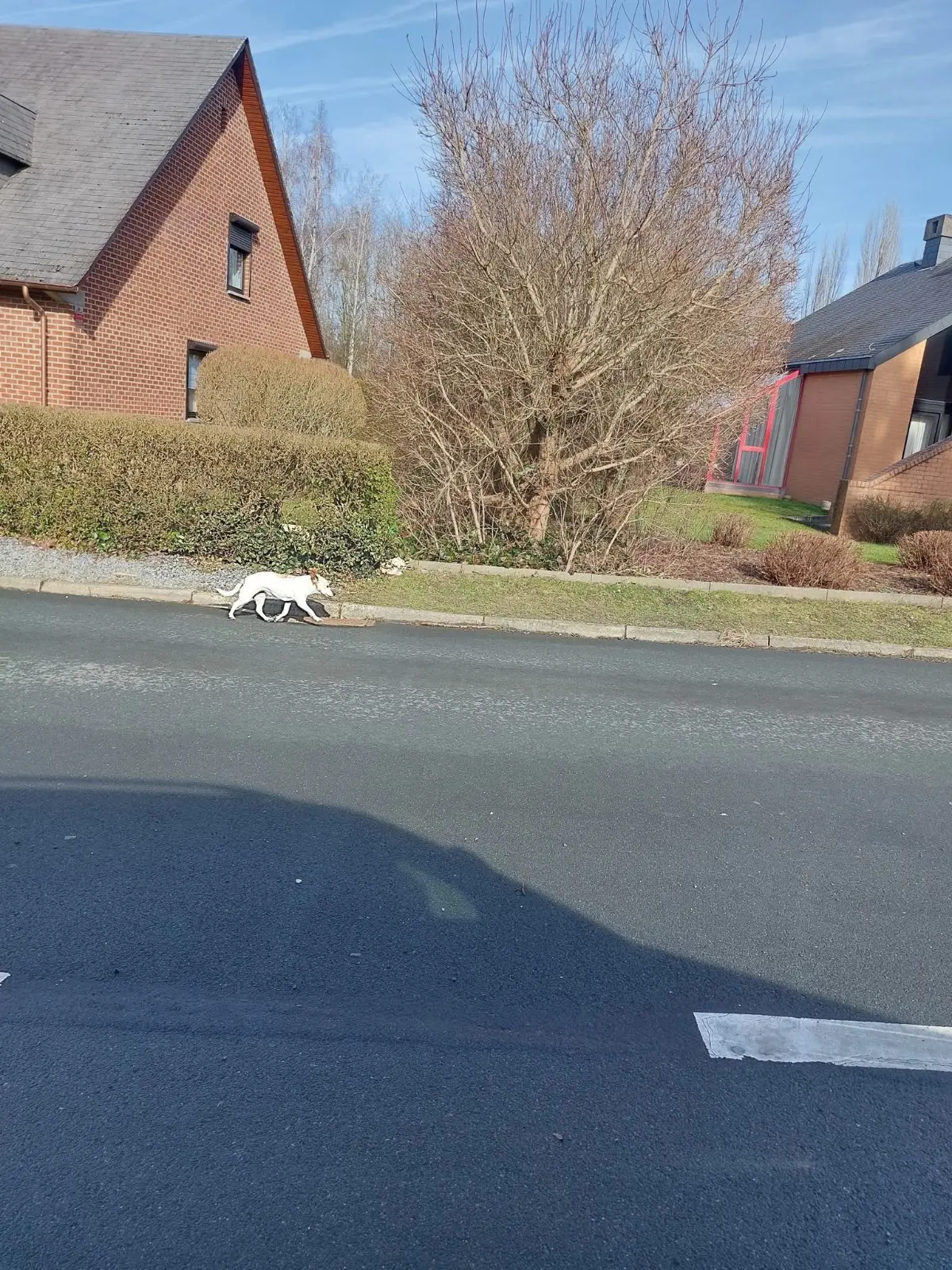 chienne lost   5100 Erpent Zoé