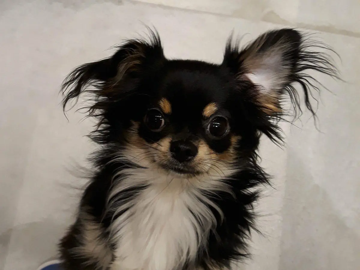 chienne lost   5300 Andenne Nina