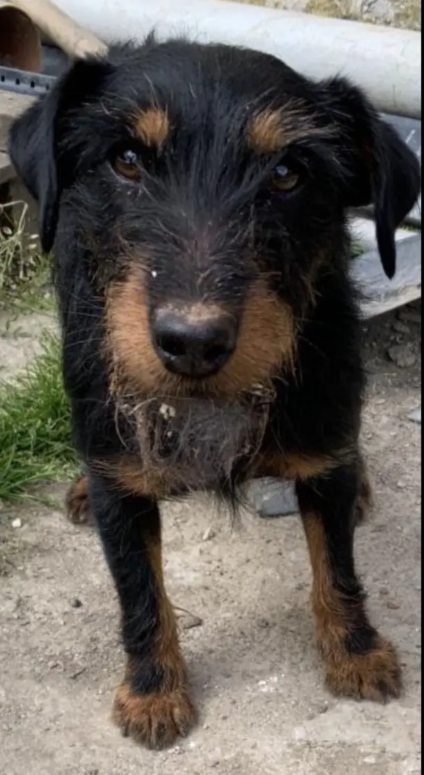chienne lost    Florennes Tundra