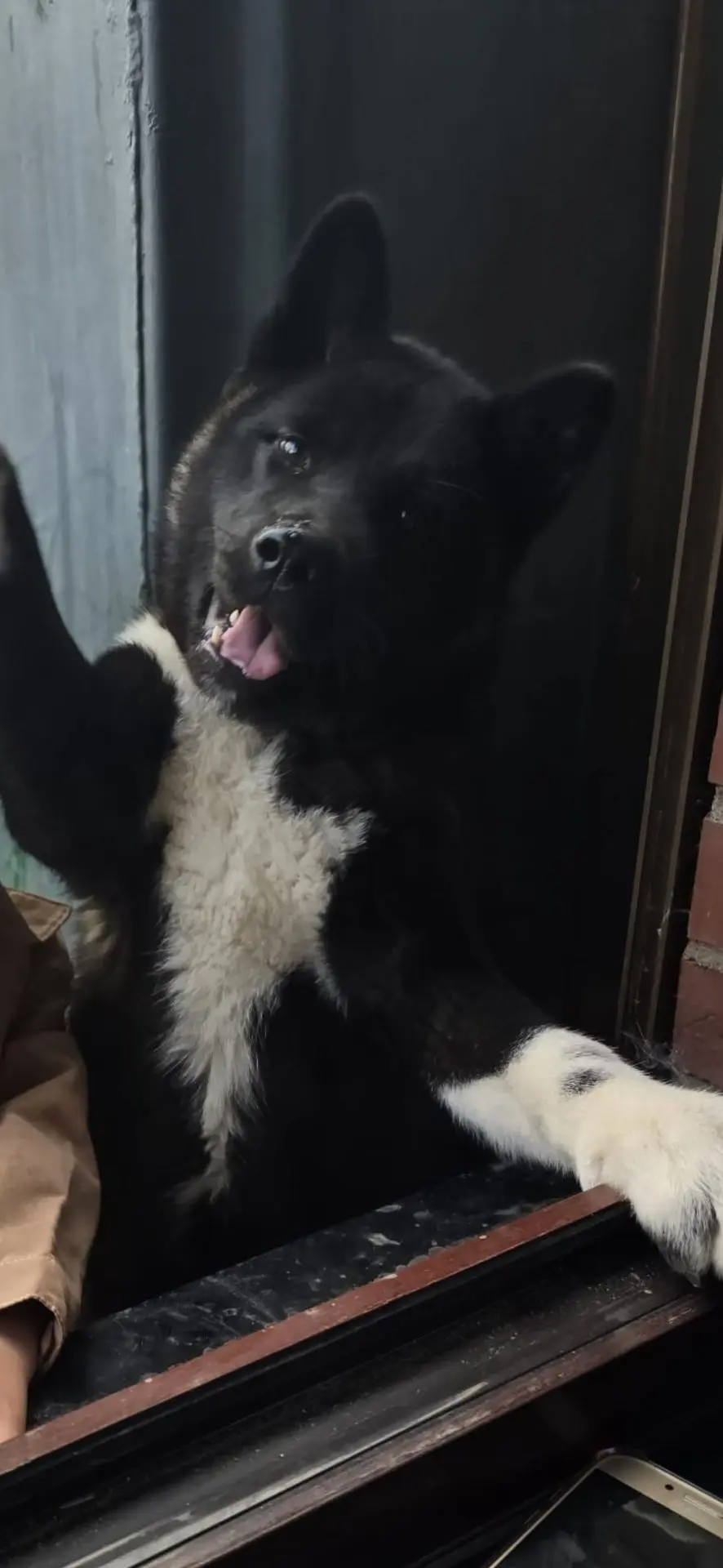 chienne reunited   6240  Bulma