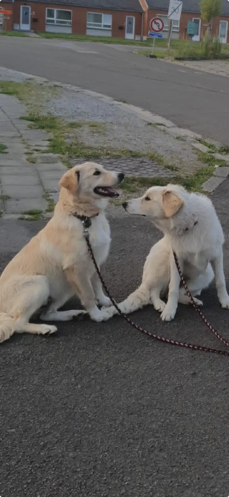 chienne reunited   6141 Fontaine-l'Évêque Léa et nayla