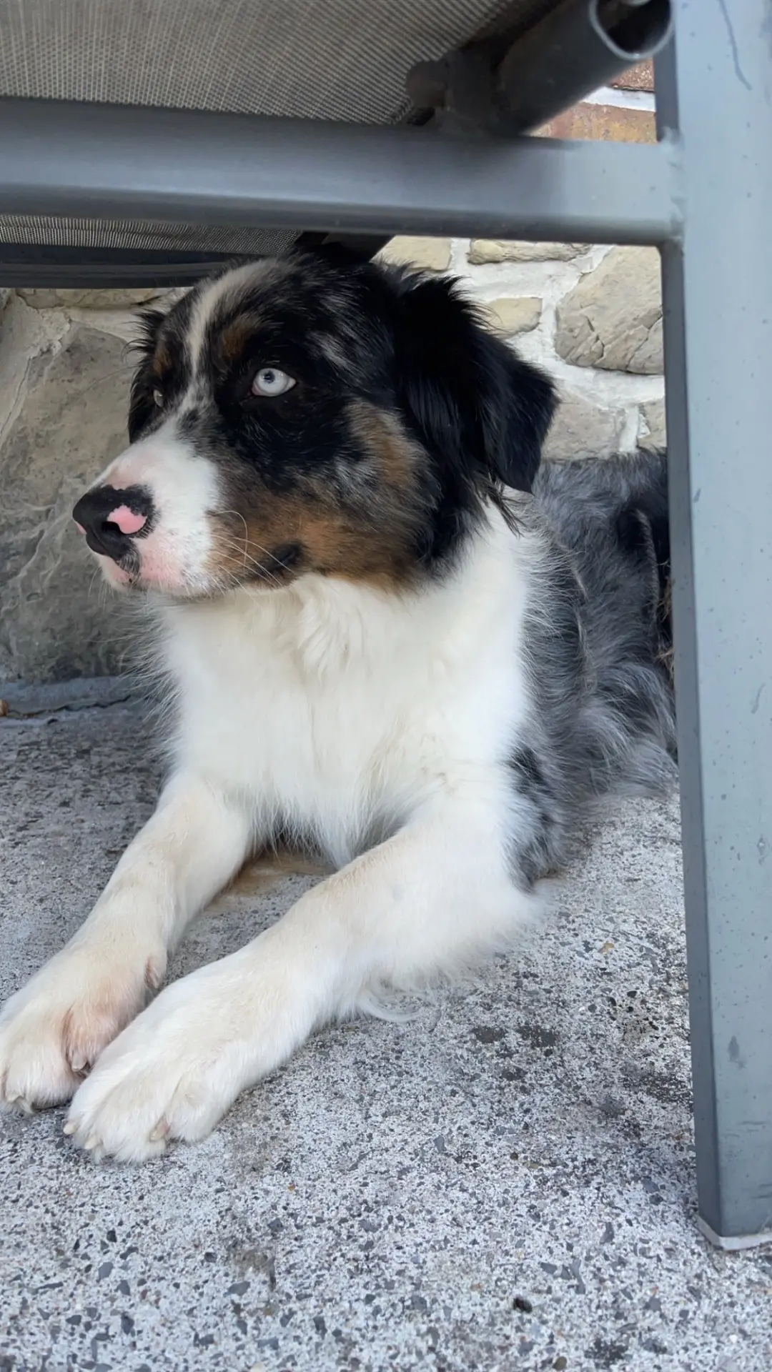 chienne reunited    Hérinnes Nala