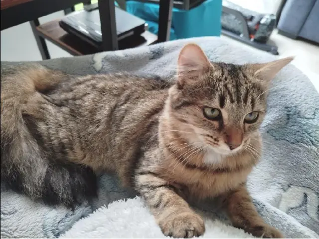chat lost   5000 Namur Oscaro