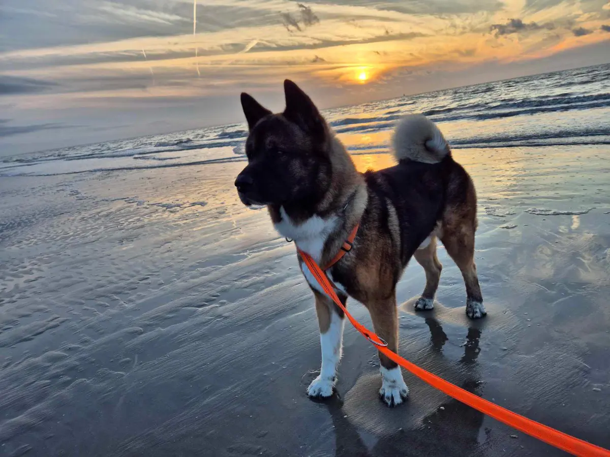 hond reunited   6040 Jumet Heiko