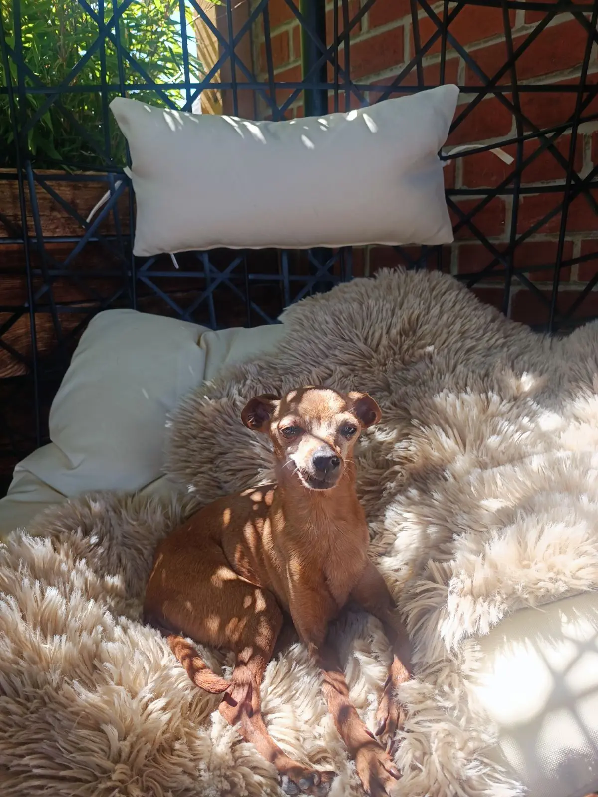 hond reunited    Haulchin Maïko