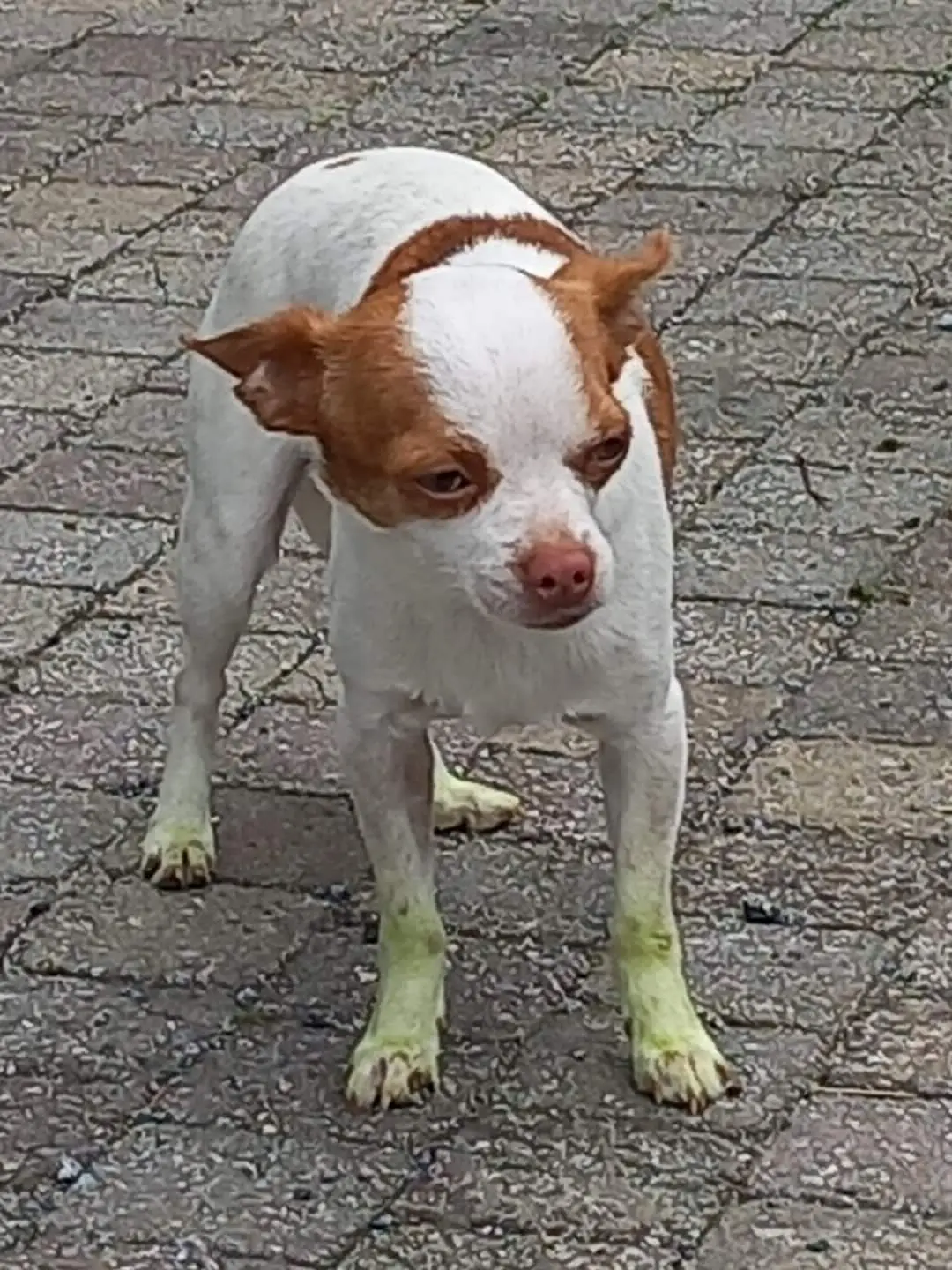 hond reunited     Raoul