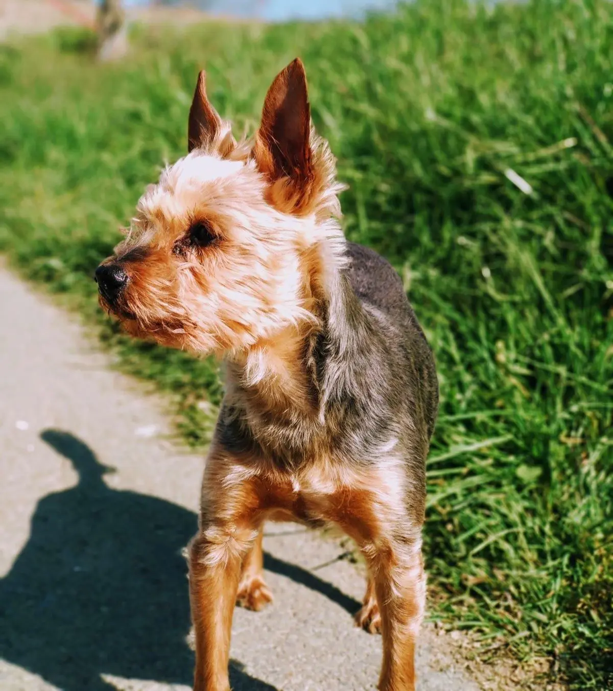hond reunited    Houyet Twix