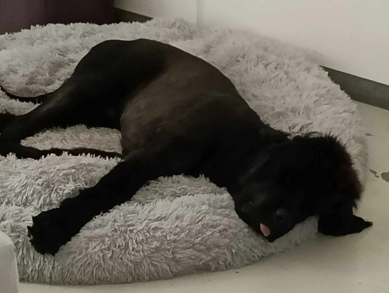 hond reunited    Sclayn Usko