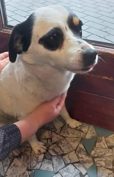 hond lost    Charleroi Dido