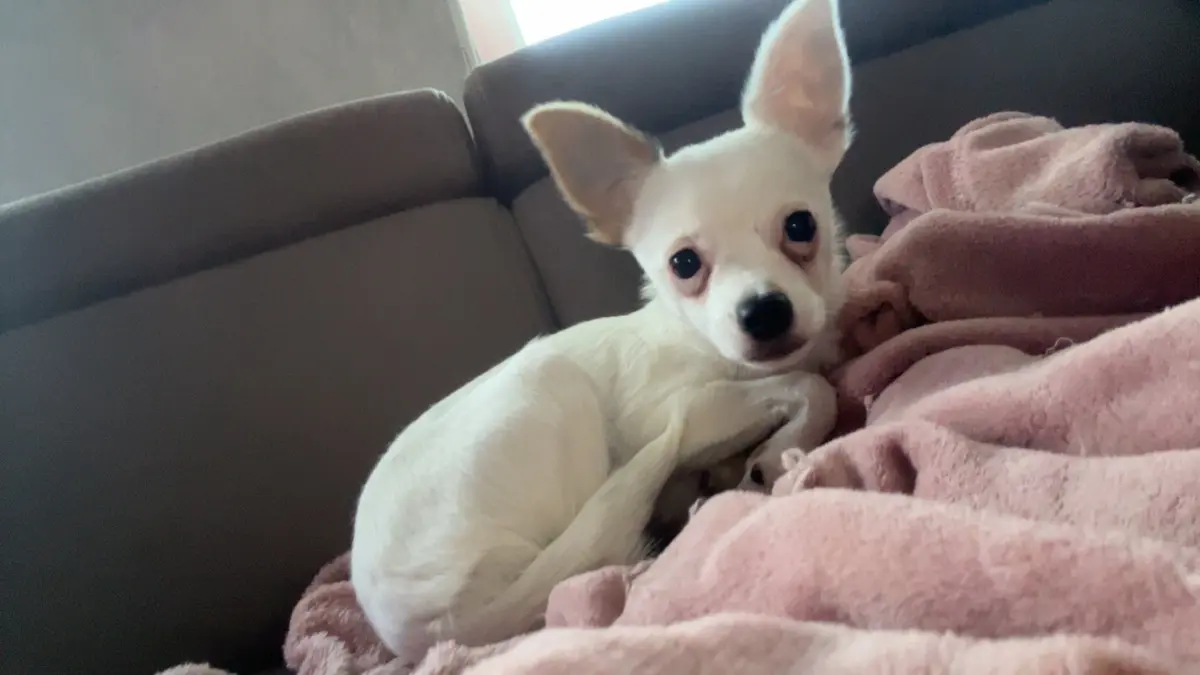 hond lost  Impasse du Major 6060 Gilly Oslo