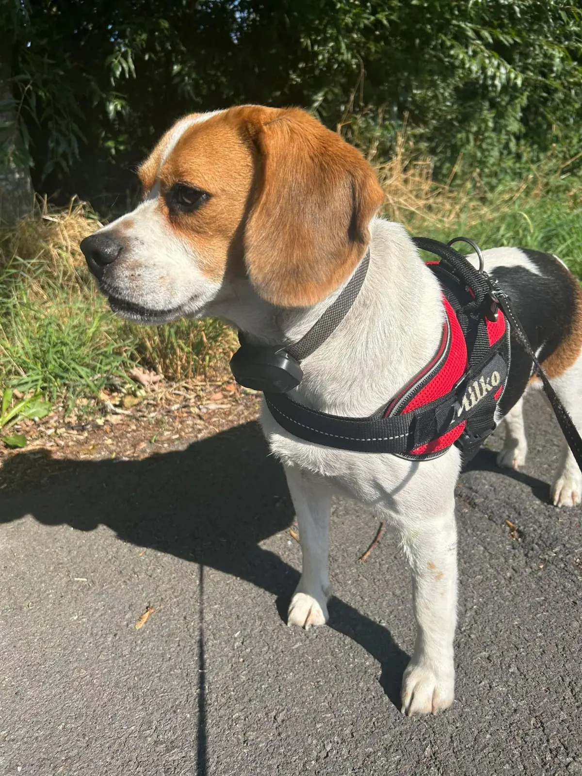 hond lost   7784 Warneton Milko