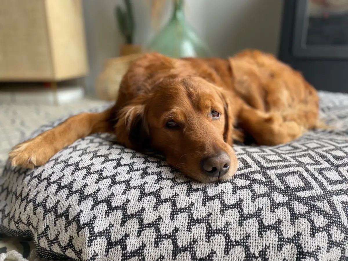 hond lost   4520 Wanze Seth