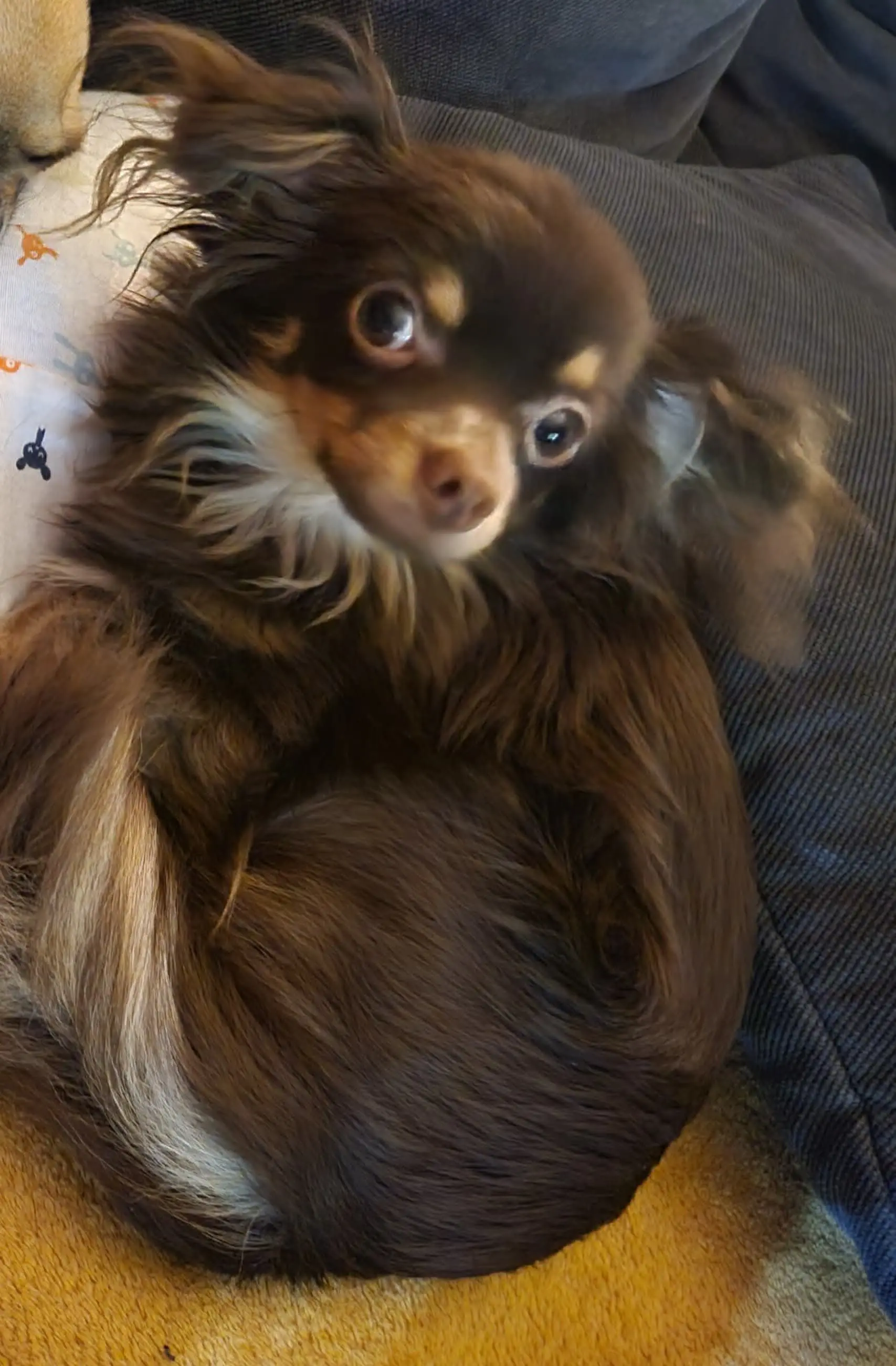 hond lost  Rue Jean Jaurès 4400 Flémalle-Grande Paco
