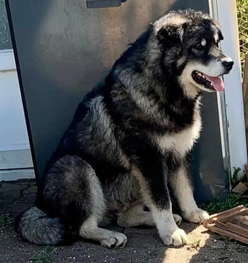 hond lost    Naomé Dark