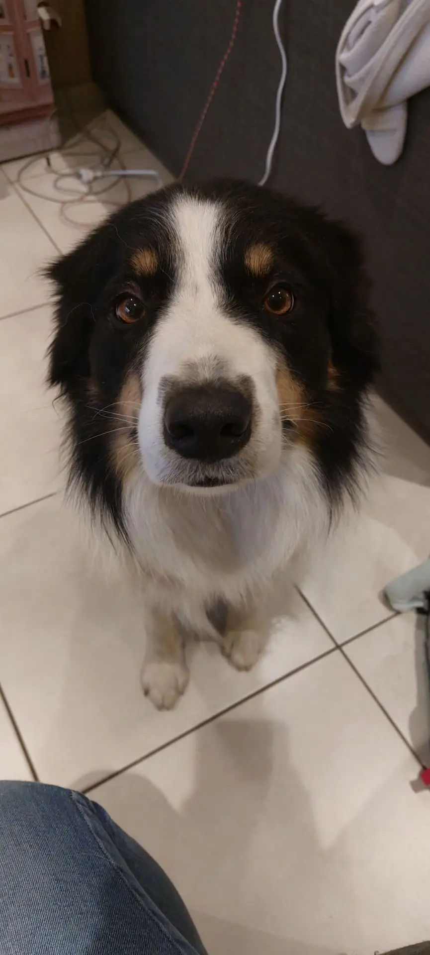 chien lost   5001 Belgrade Paco