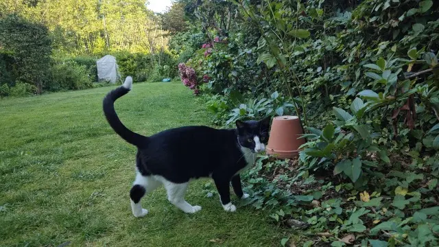 kat reunited   1040 Etterbeek Galuchat