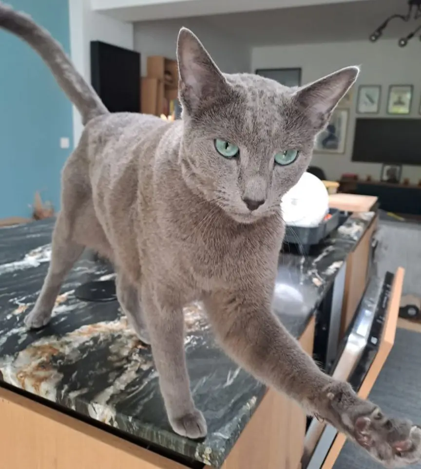 kat reunited   1040 Etterbeek Helmut