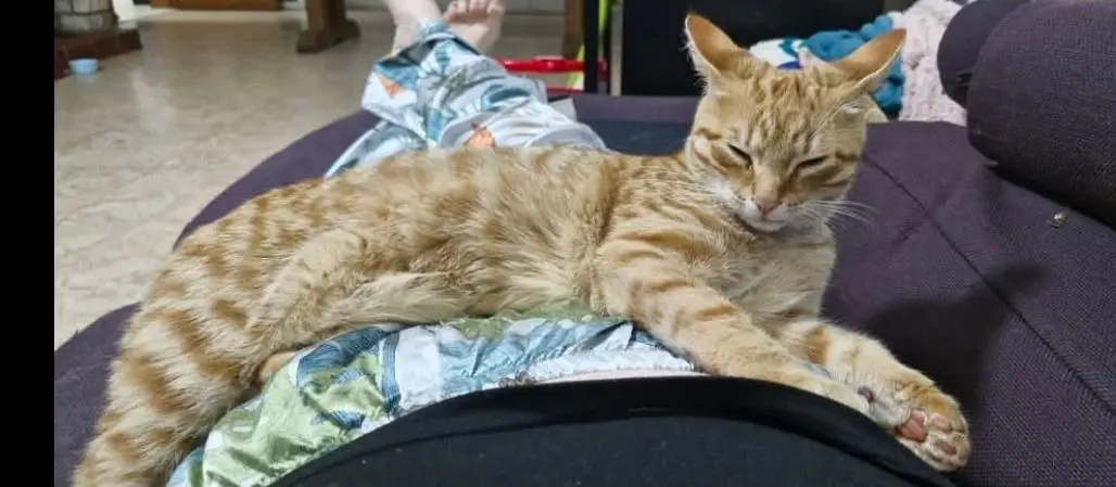 kat lost   1370 Mélin Charou