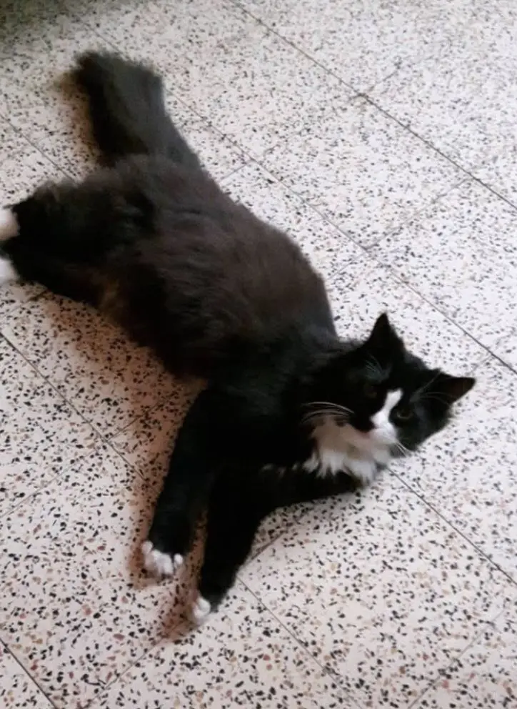 kat lost   7390 Wasmuel Lucifer