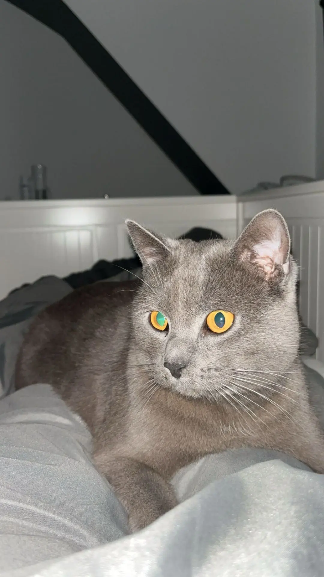 kat lost   6180 Courcelles Simba