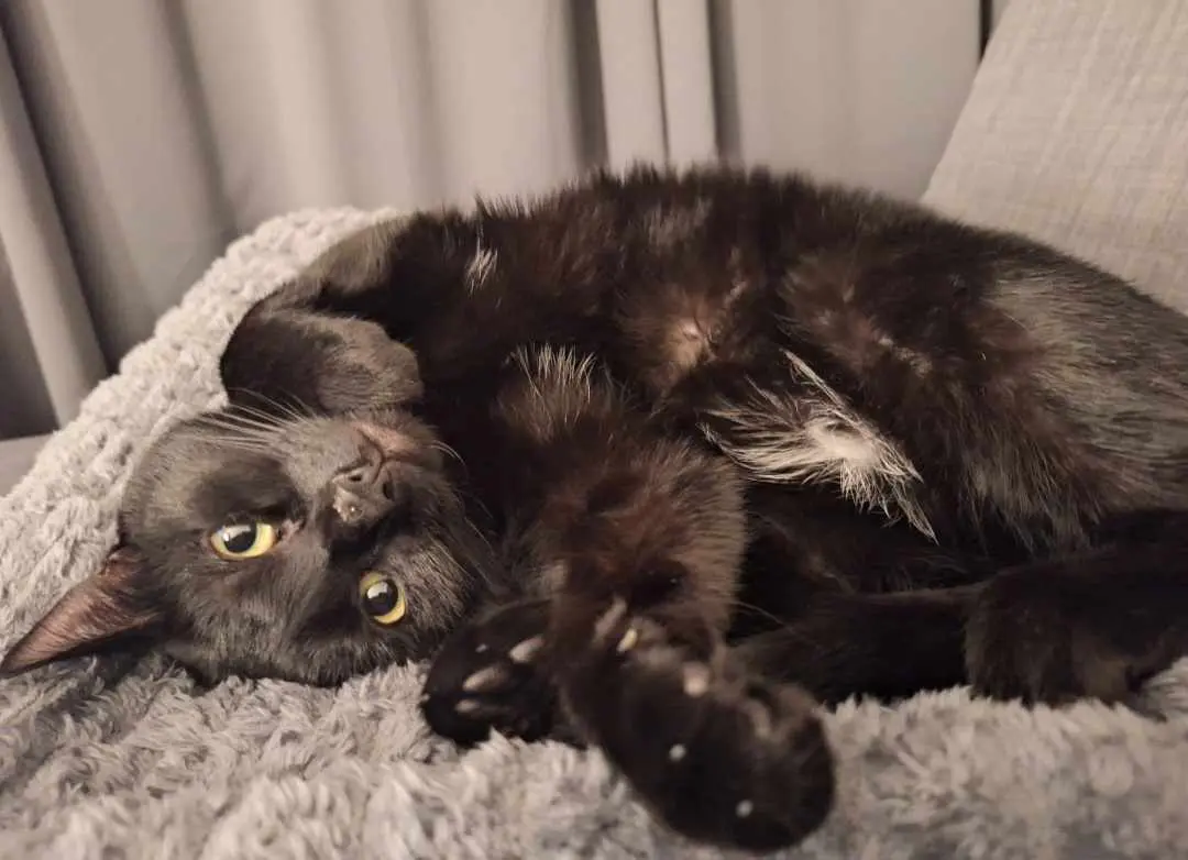 kat lost   7100 La Louvière Bagherra
