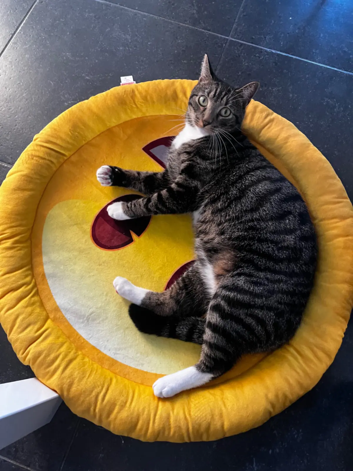 kat lost   7100 La Louvière Mitsuki