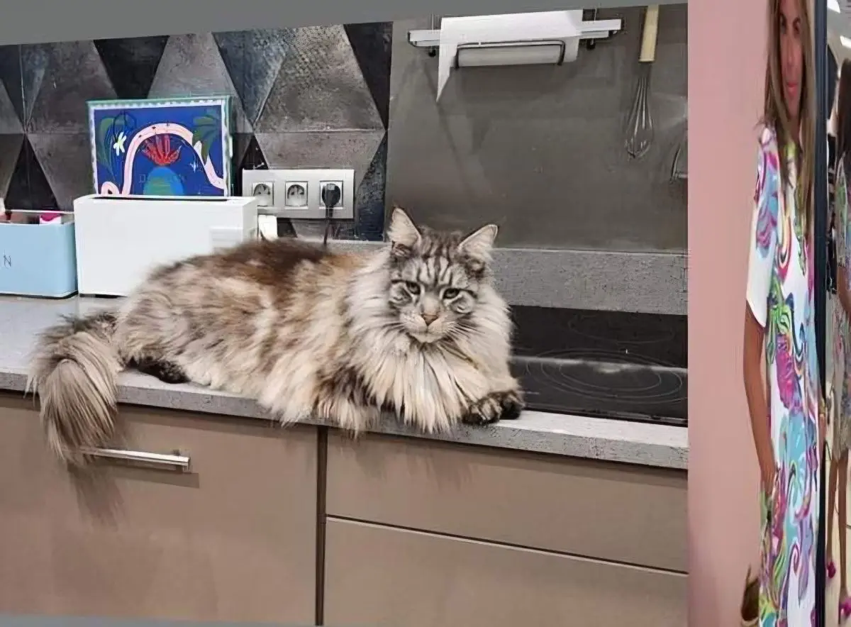 kat lost   7100 La Louvière Obama