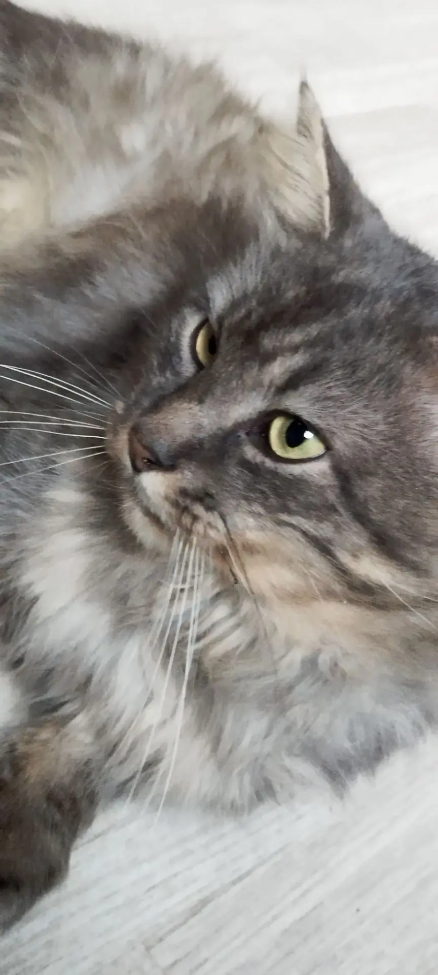 kat lost   7100 La Louvière Ramsès