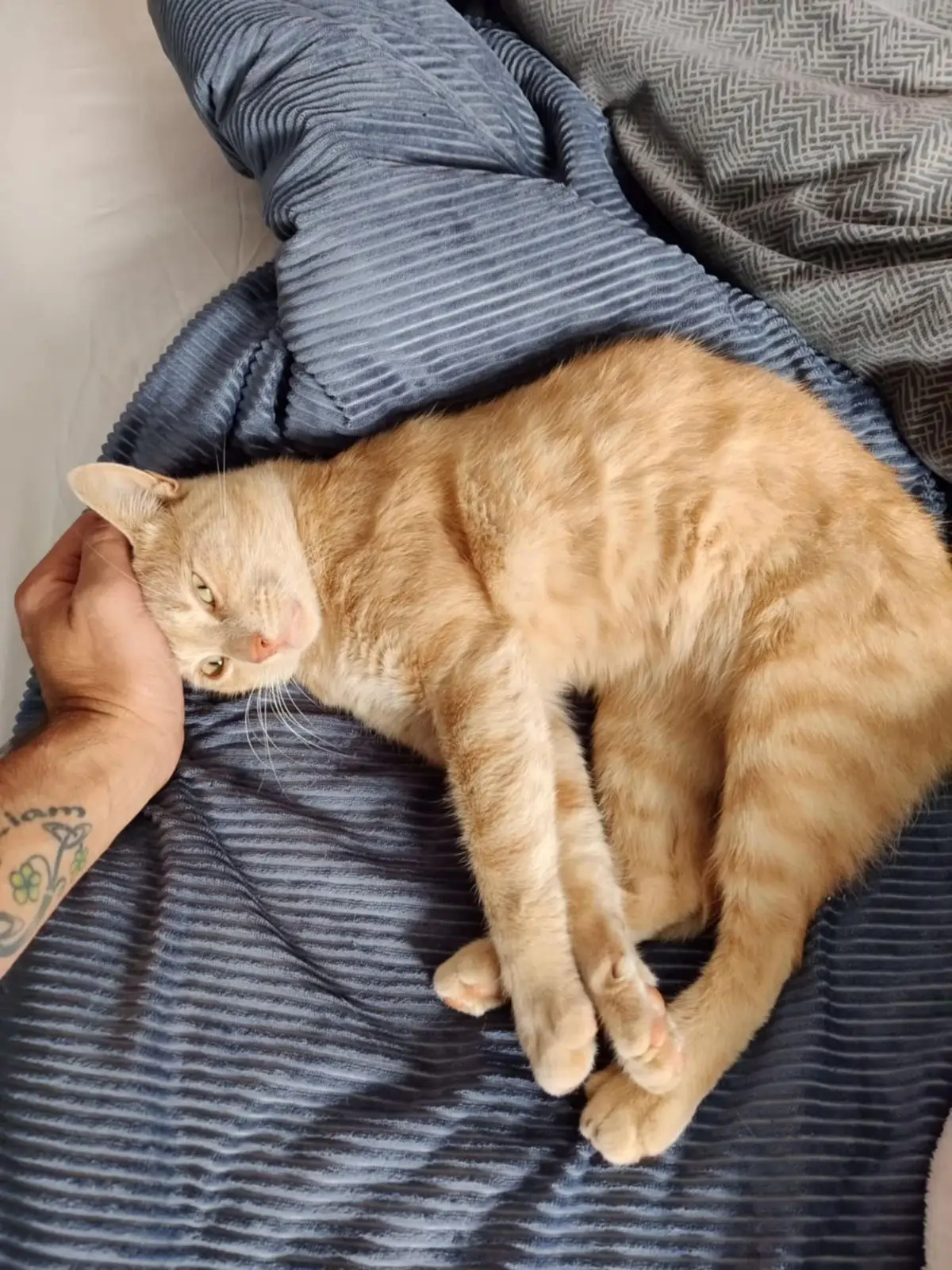 kat lost    Flénu Tibiscuit