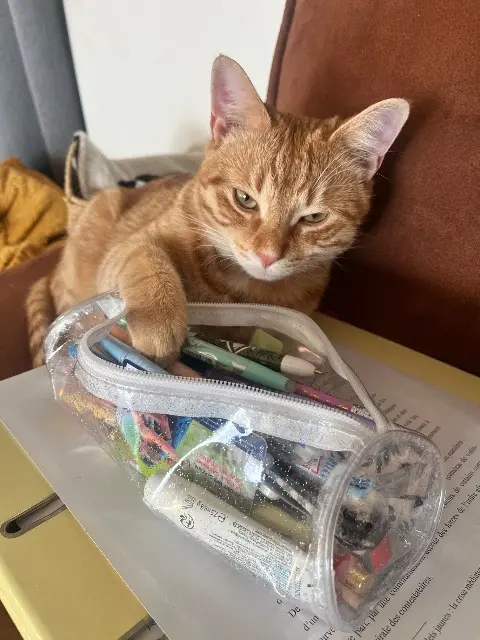 kat lost    Merbes-le-Château Gisèle