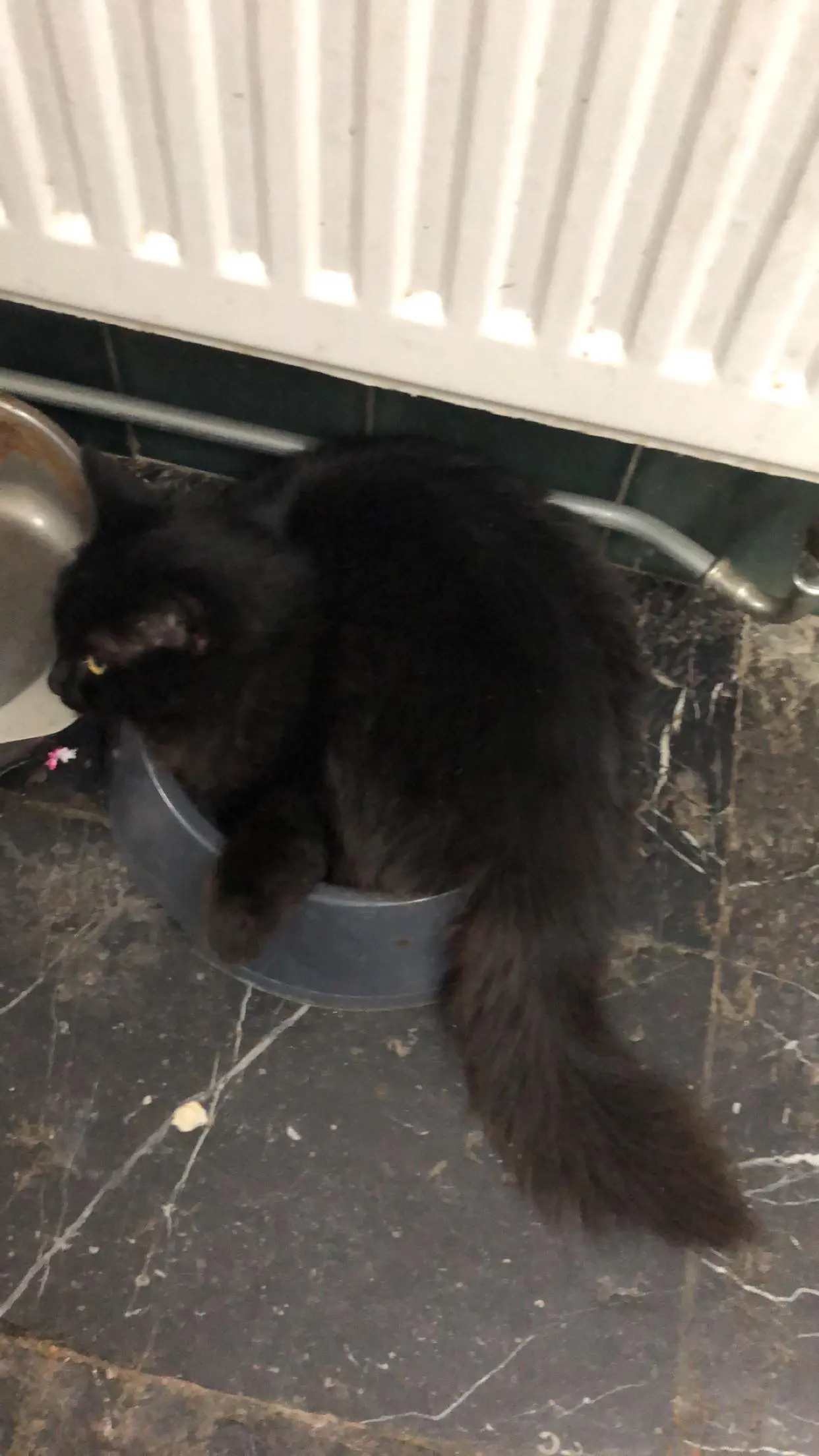kat lost  Rue d'Andrémont 6120 Jamioulx Pépite