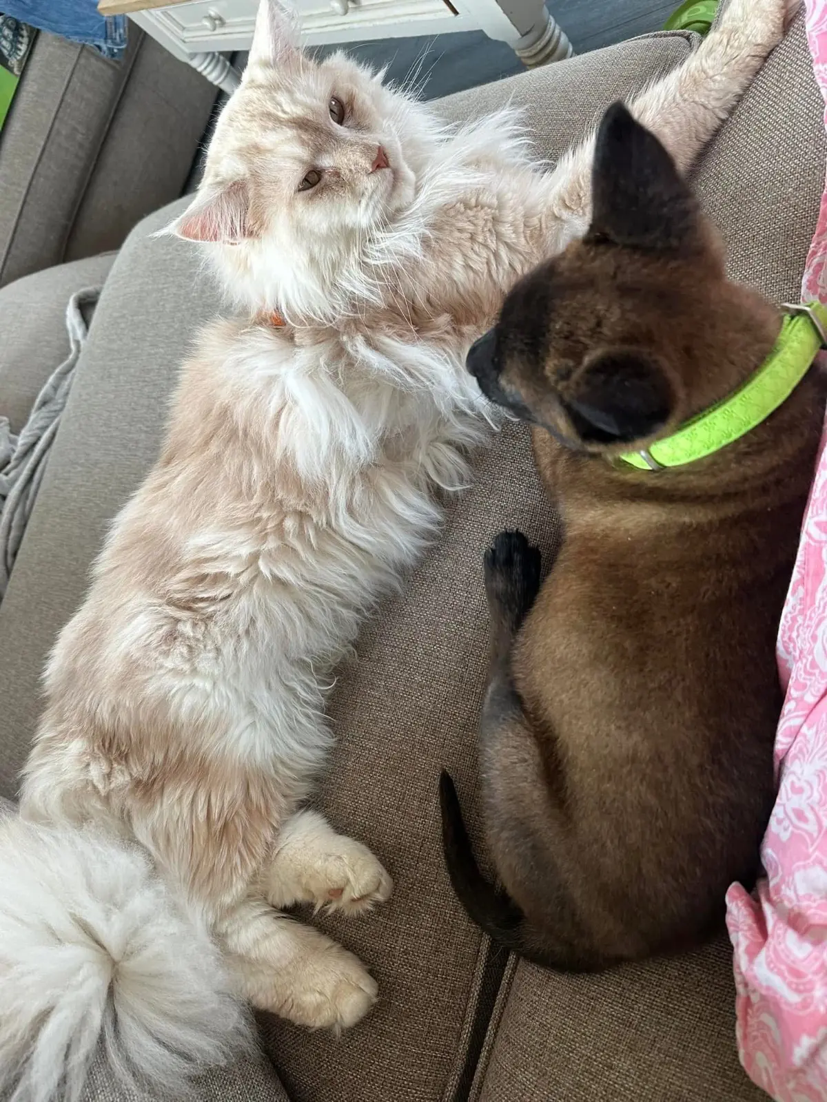 kat lost  Chemin Saint-Eloi 6560 Solre-sur-Sambre P’tit loup