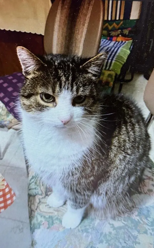 kat lost   7784 Warneton Poussy