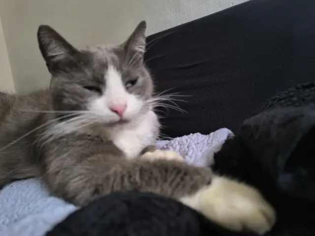 kat lost   4420 Saint-Nicolas Filou