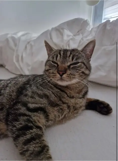 kat lost   4430 Ans Tigri