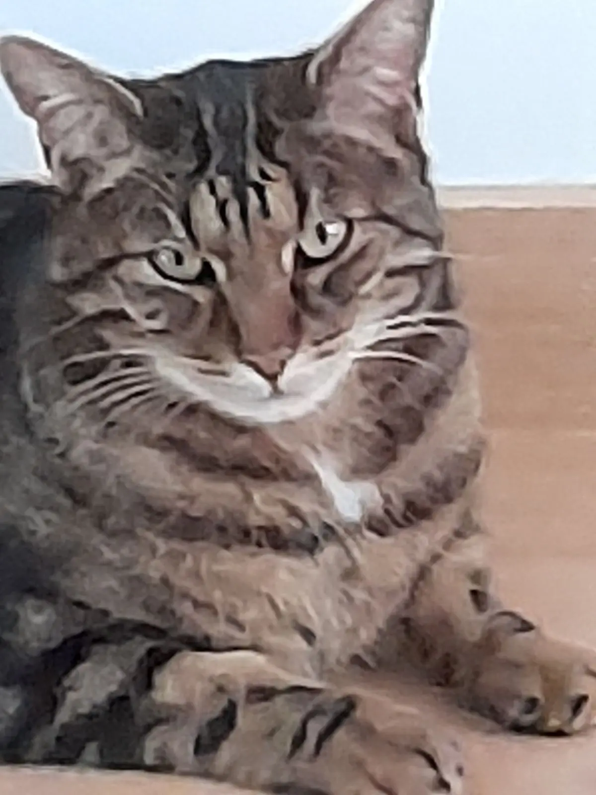 chat lost   5002 Saint-Servais Charlie