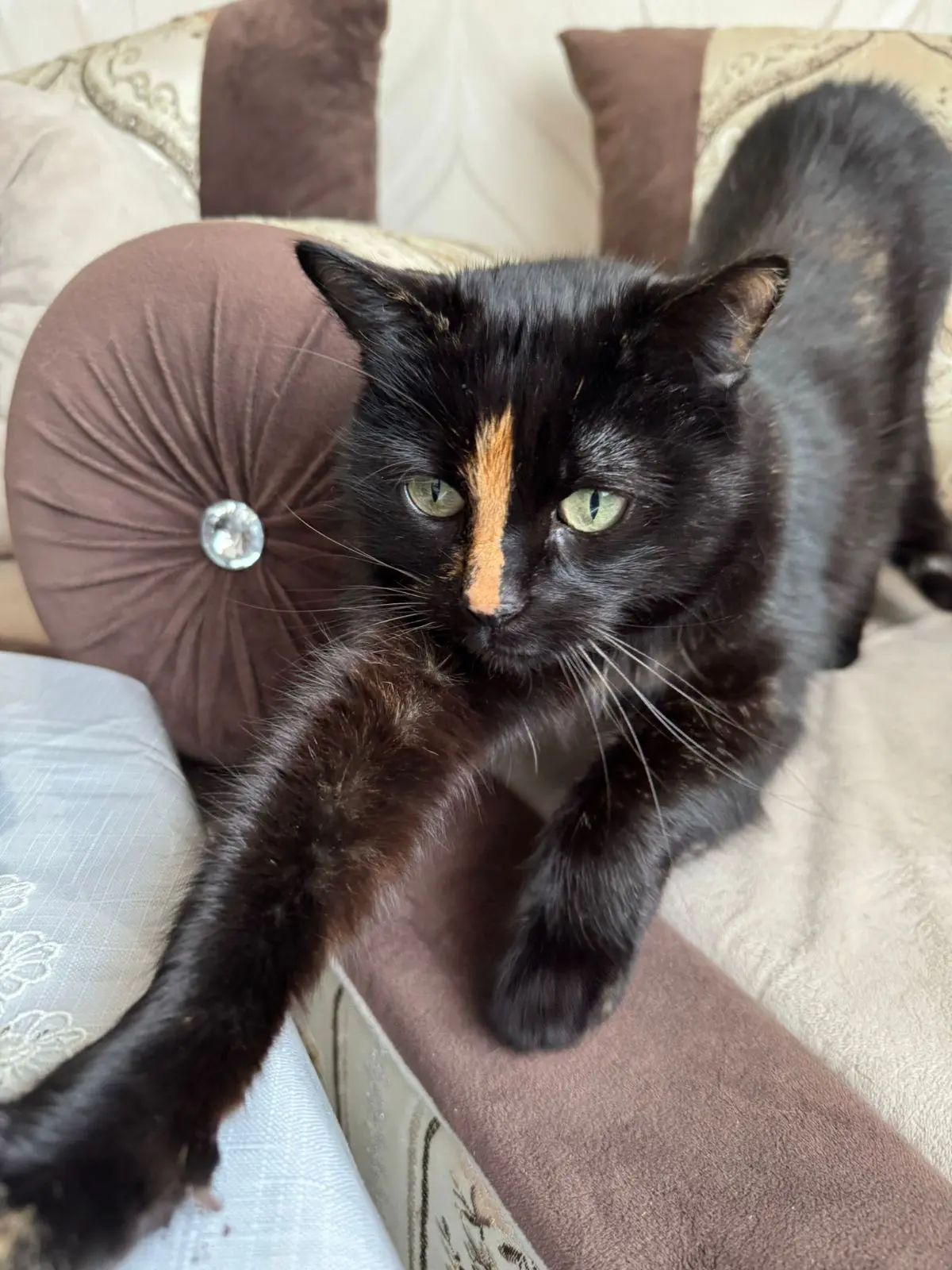 chatte lost 237 Rue Jules Lahaye 1090 Laeken Bibi
