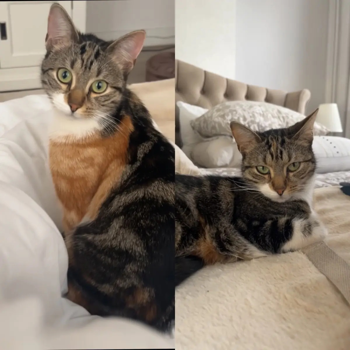 chatte lost 237 Rue Jules Lahaye 1090 Laeken Ktita