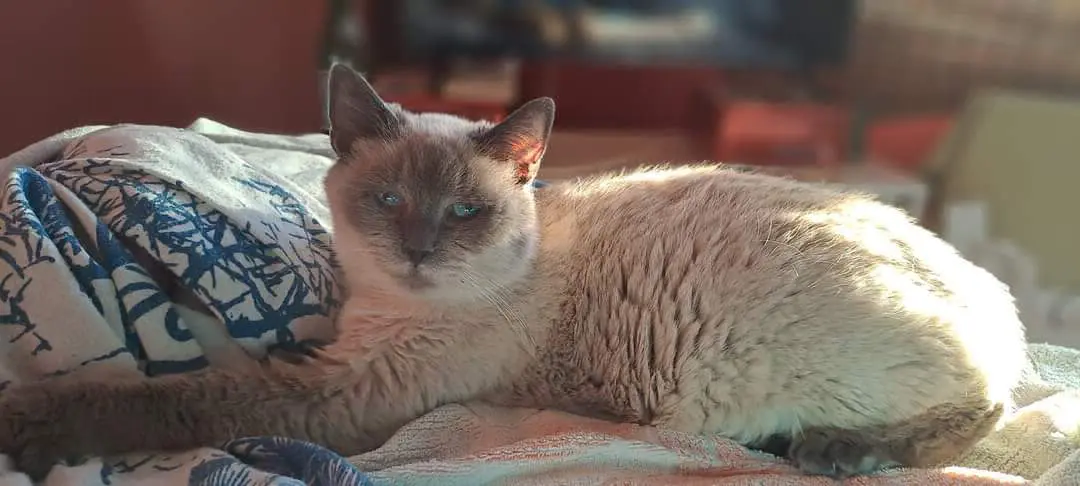 poes lost    Charleroi Minnie