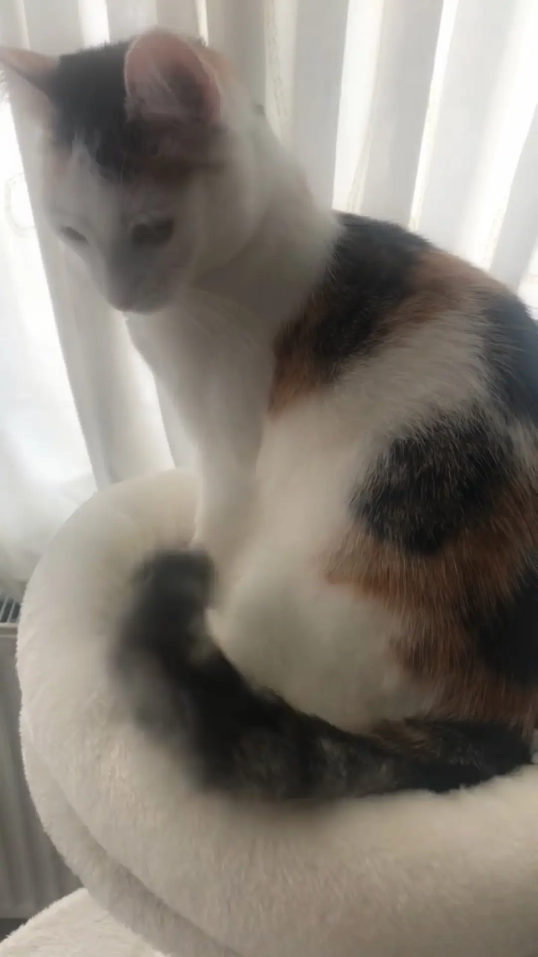 poes lost    Charleroi Tigresse