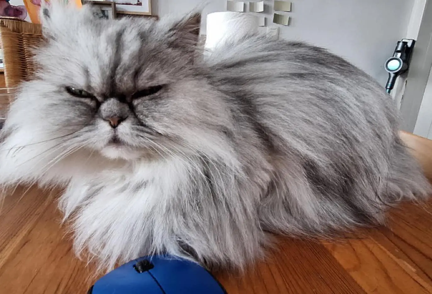 poes lost    Fleurus Mahault