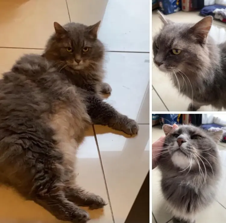 poes lost   6150  Titi