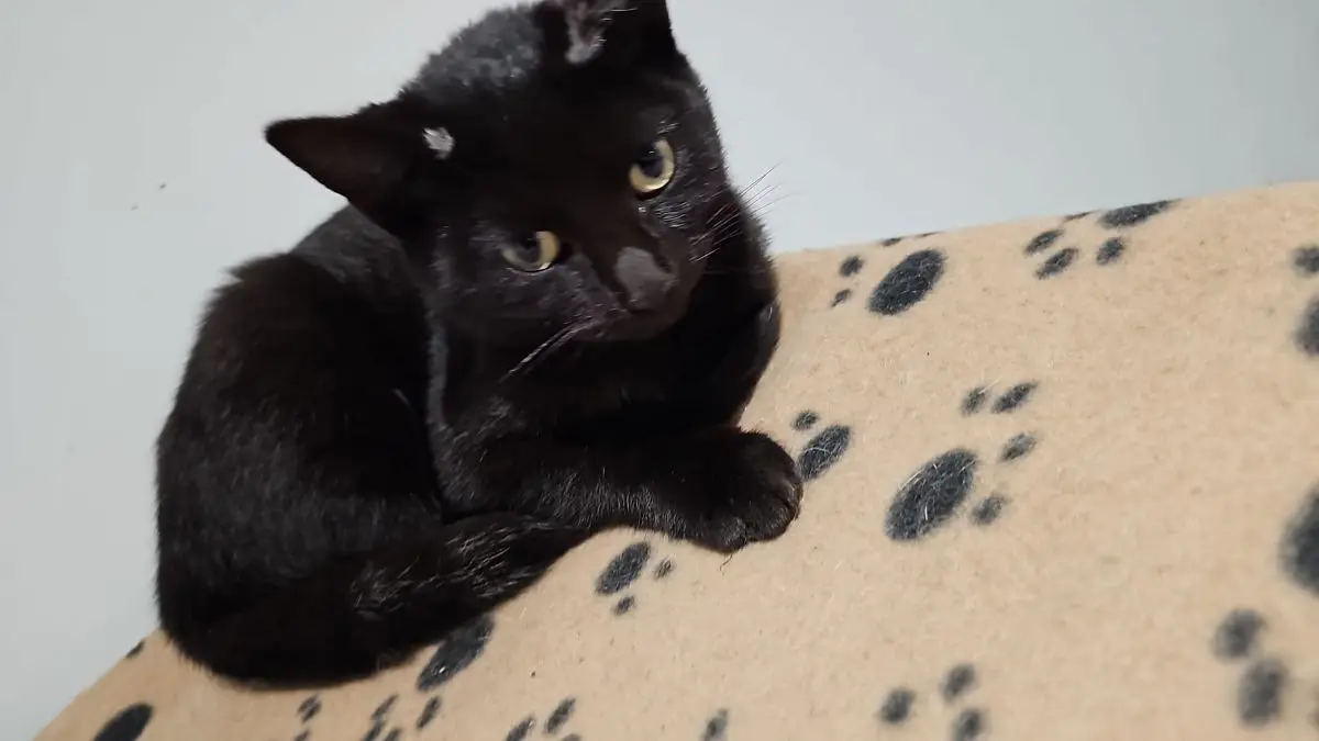 poes lost   7780 Comines Chat noir