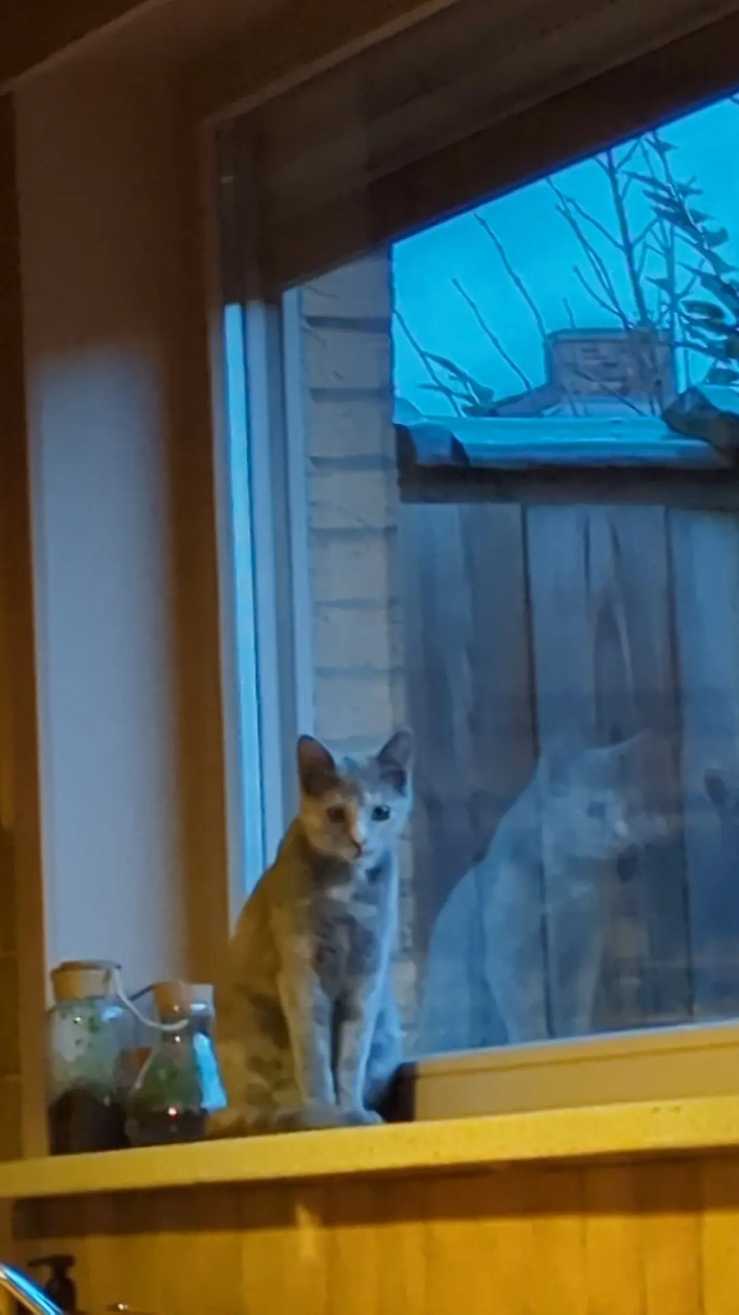 poes lost    Comines-Warneton Vedette